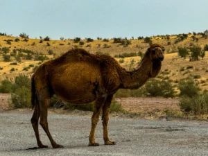 World Expeditions Five Stans Photos-2024 (55)