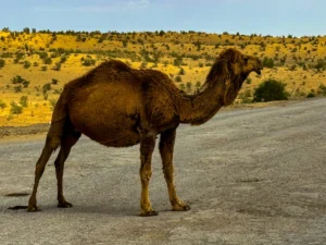 World Expeditions Five Stans Photos-2024 (56)