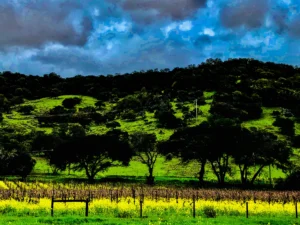 Yountville-2018 (11)