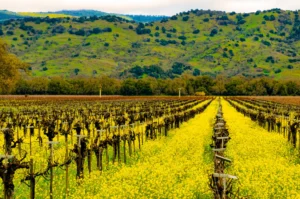 Yountville-2018 (28)