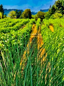 Yountville-2018 (47)