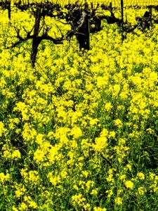 Yountville-2018 (48)